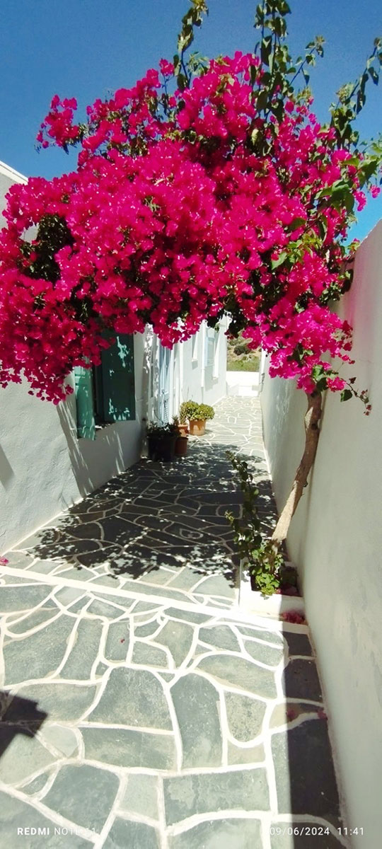 Ανθισμένη βουκαμβίλια στην αυλή